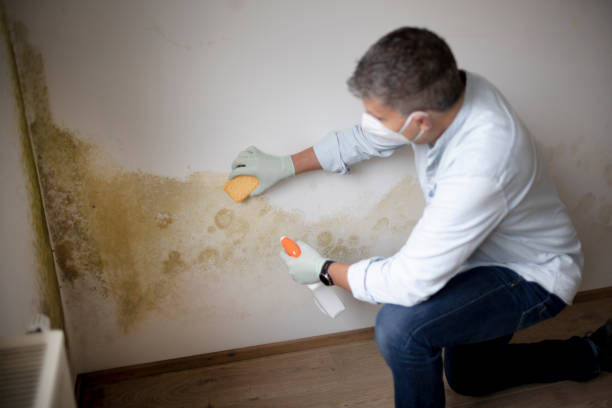 Professional Mold Removal in Dayton, KY