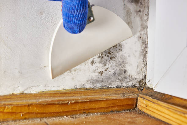 Best Water Damage & Mold Remediation  in Dayton, KY