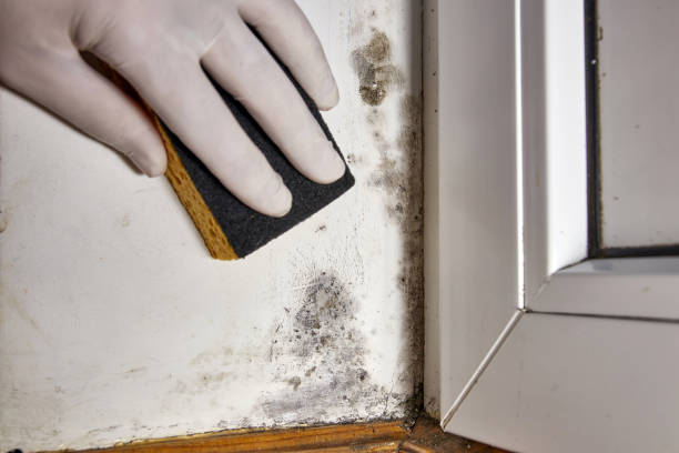 Best Mold Remediation for Rental Properties  in Dayton, KY